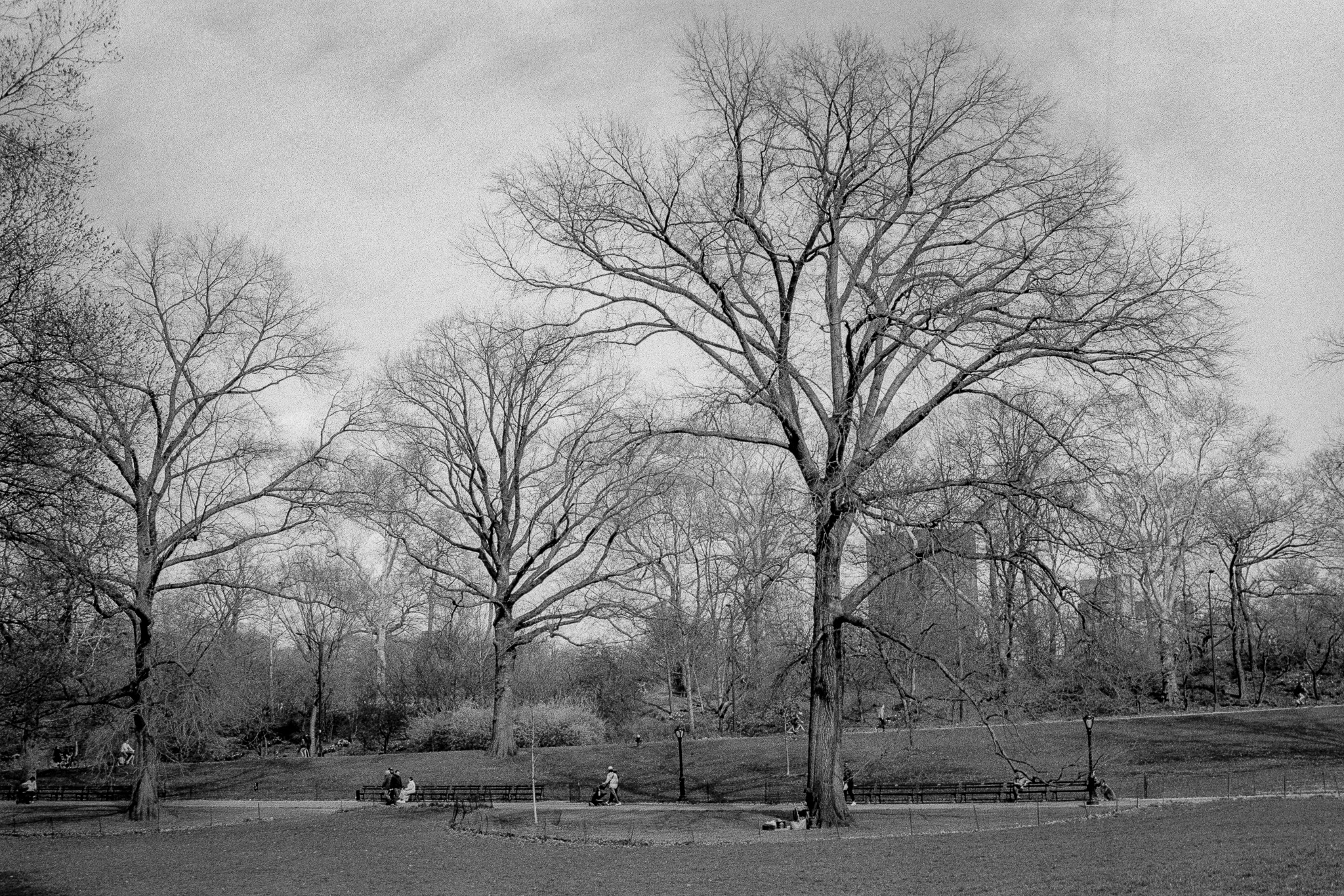 Árboles y paseantes en un parque de Nueva York